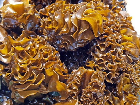 Collagen Fucoidan - Thức uống bảo vệ sức khỏe, chống lão hóa từ thiên nhiên - tinahorizon