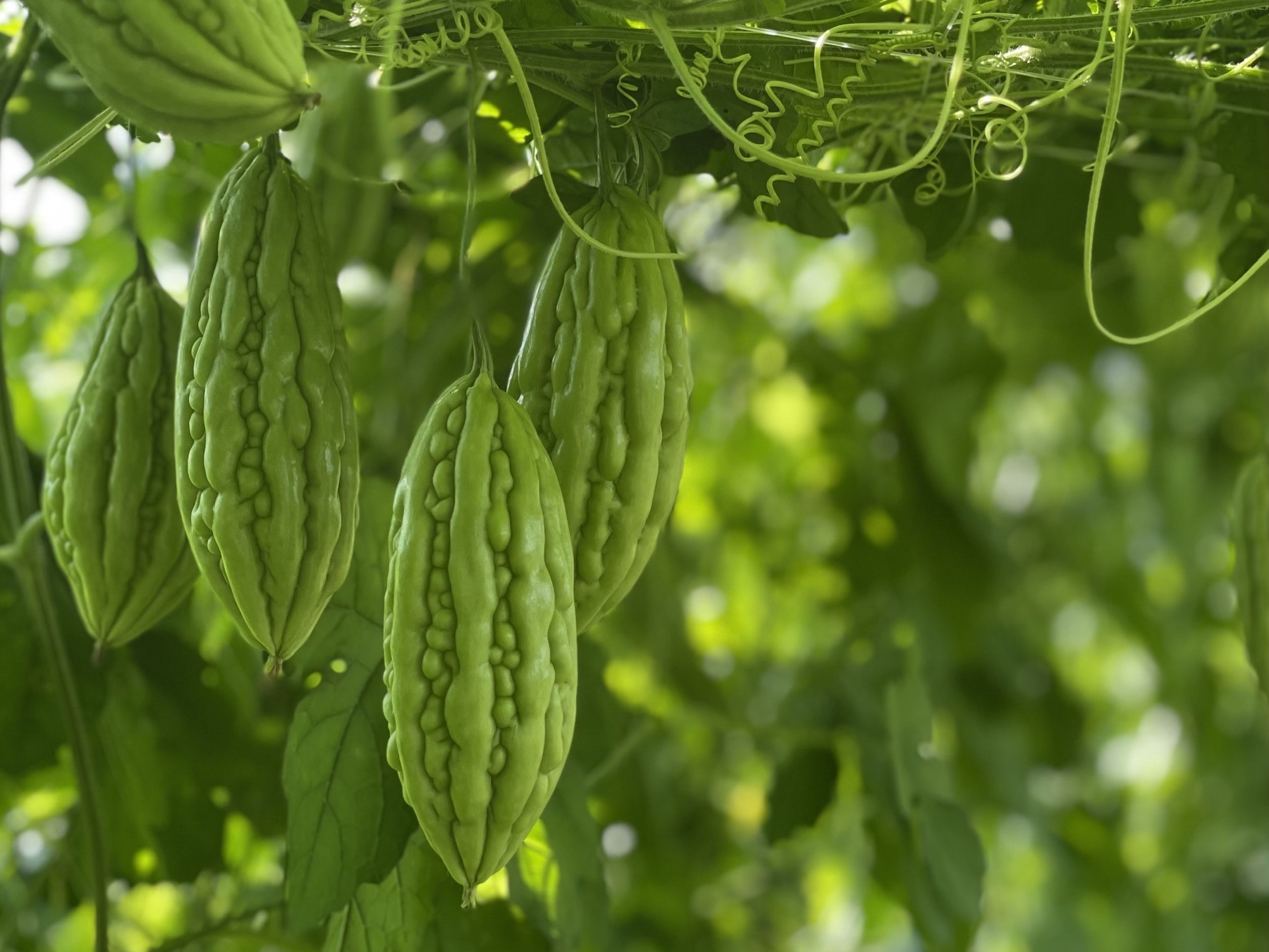 muop-dang-co-cong-dung-can-bang-duong-huyet